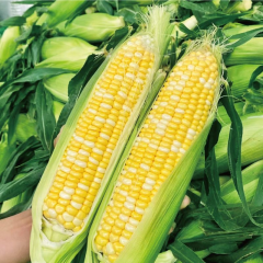 临安水果玉米4根