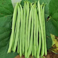 临安四季豆500g*2