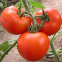 临安大番茄500g*4